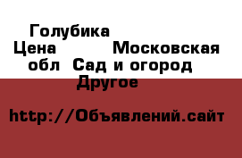 Голубика “Bluecrop“ . › Цена ­ 750 - Московская обл. Сад и огород » Другое   